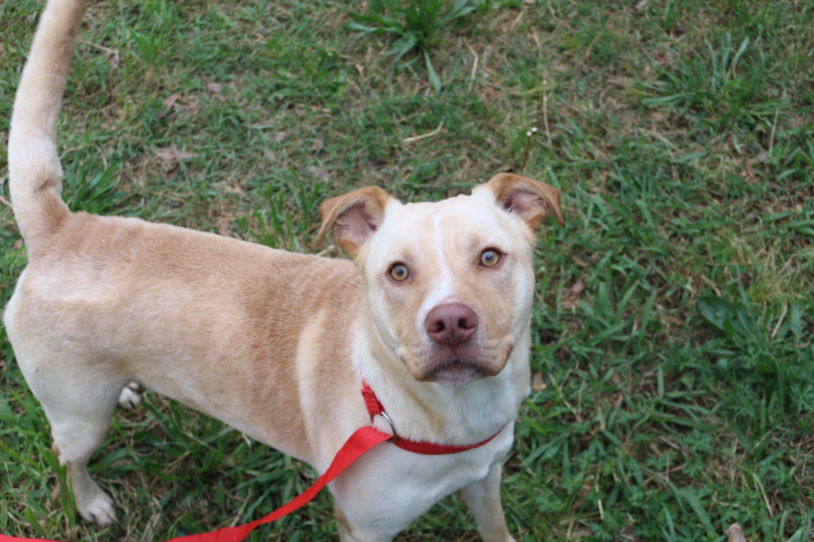 Yukon, an adoptable Labrador Retriever in Jackson, MS, 39213 | Photo Image 2