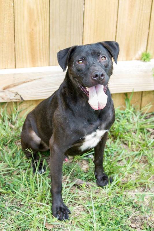 Duke, an adoptable Labrador Retriever, American Staffordshire Terrier in Jackson, MS, 39213 | Photo Image 1