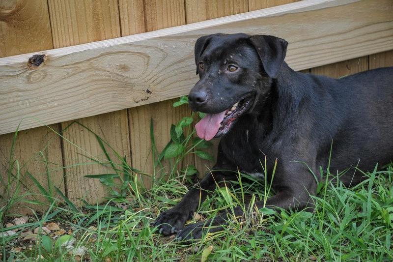 Duke, an adoptable Labrador Retriever, American Staffordshire Terrier in Jackson, MS, 39213 | Photo Image 2