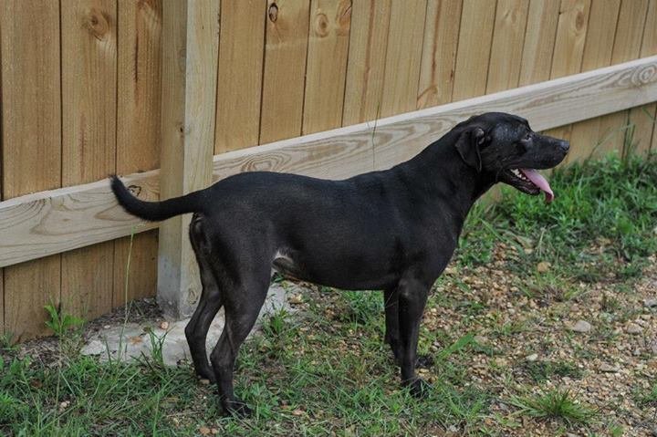 Duke, an adoptable Labrador Retriever, American Staffordshire Terrier in Jackson, MS, 39213 | Photo Image 3