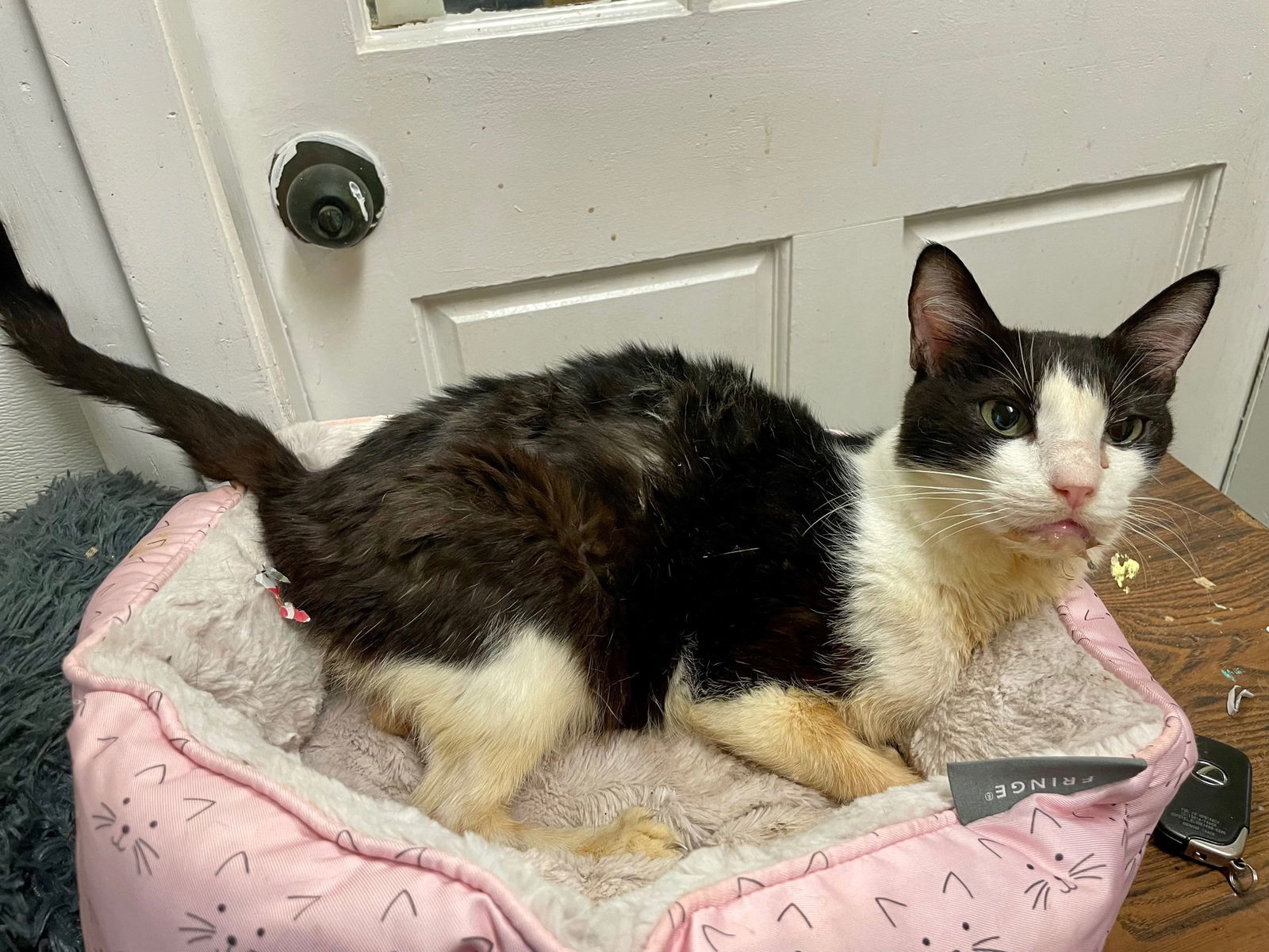 Brooke, an adoptable Domestic Short Hair in Jackson, MS, 39213 | Photo Image 1