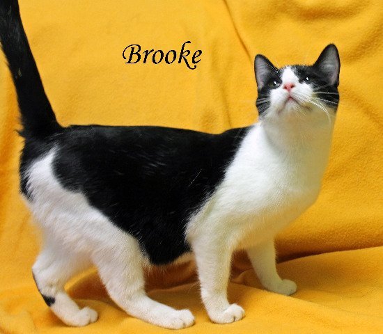 Brooke, an adoptable Domestic Short Hair in Jackson, MS, 39213 | Photo Image 2