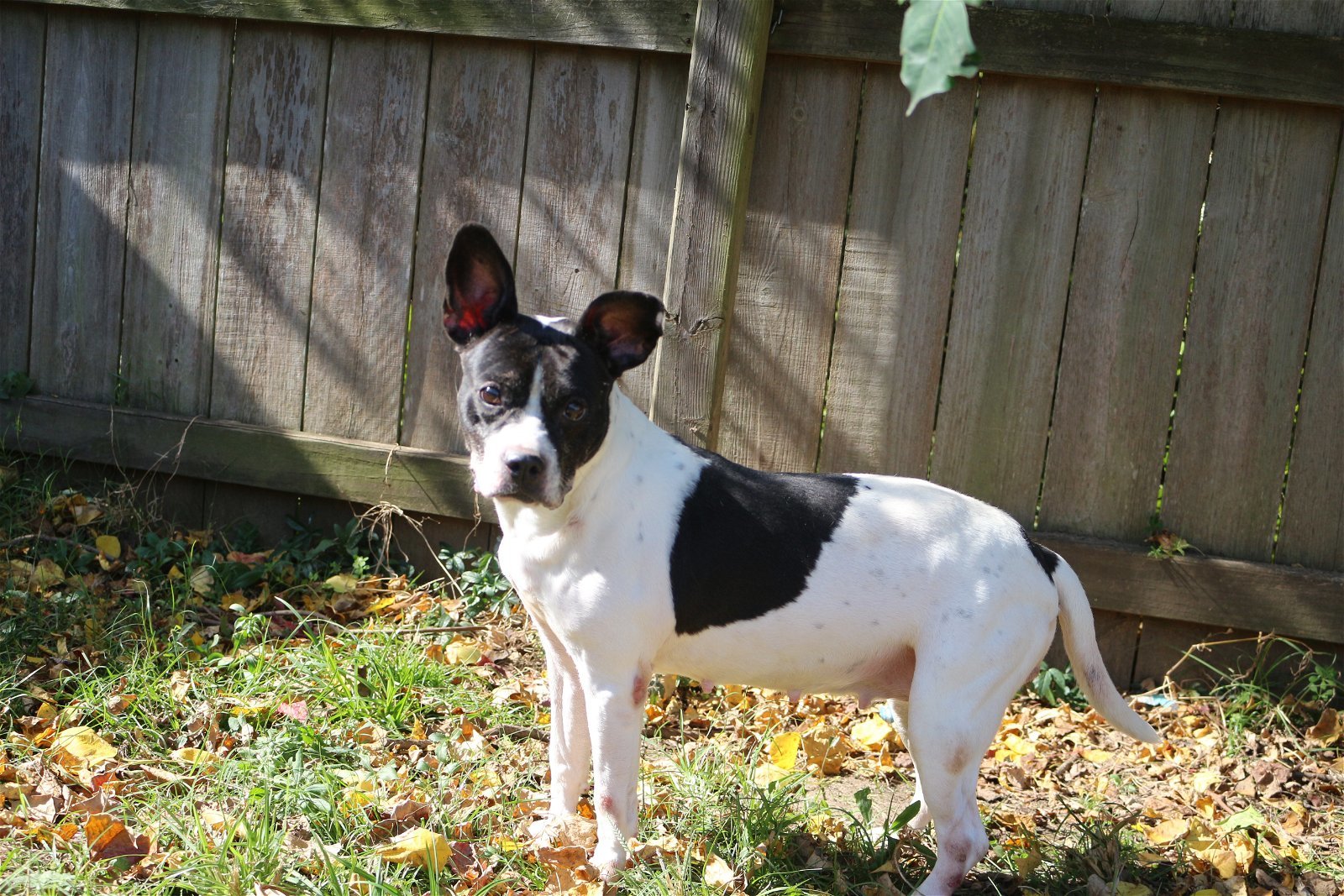 Alexa, an adoptable Boston Terrier in Jackson, MS, 39213 | Photo Image 1