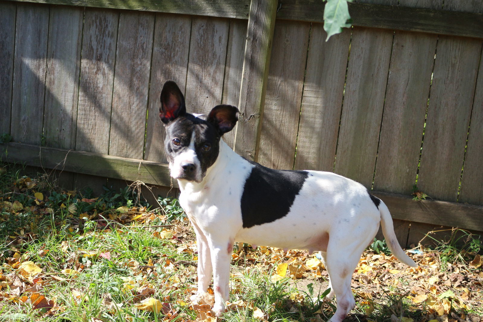 Alexa, an adoptable Boston Terrier in Jackson, MS, 39213 | Photo Image 1