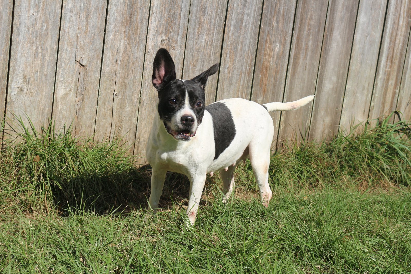 Alexa, an adoptable Boston Terrier in Jackson, MS, 39213 | Photo Image 2