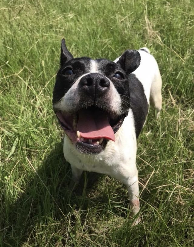 Alexa, an adoptable Boston Terrier in Jackson, MS, 39213 | Photo Image 3