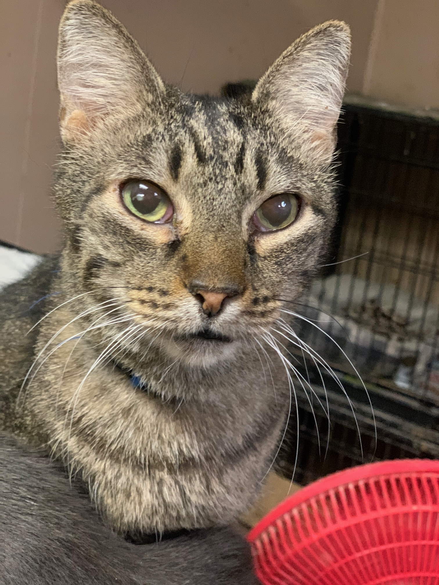 Samuel, an adoptable Tabby in Jackson, MS, 39213 | Photo Image 1