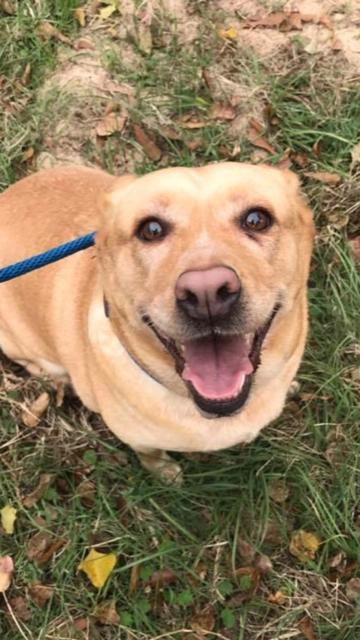 Tannie, an adoptable Labrador Retriever, Shepherd in Jackson, MS, 39213 | Photo Image 1