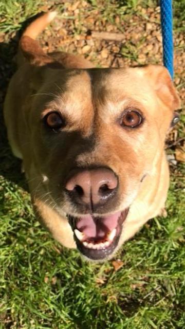 Tannie, an adoptable Labrador Retriever, Shepherd in Jackson, MS, 39213 | Photo Image 2