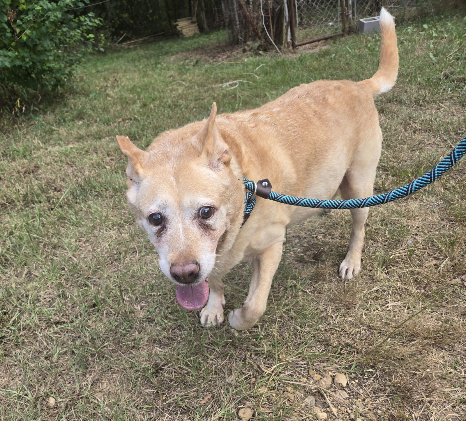 Tannie, an adoptable Labrador Retriever, Shepherd in Jackson, MS, 39213 | Photo Image 3
