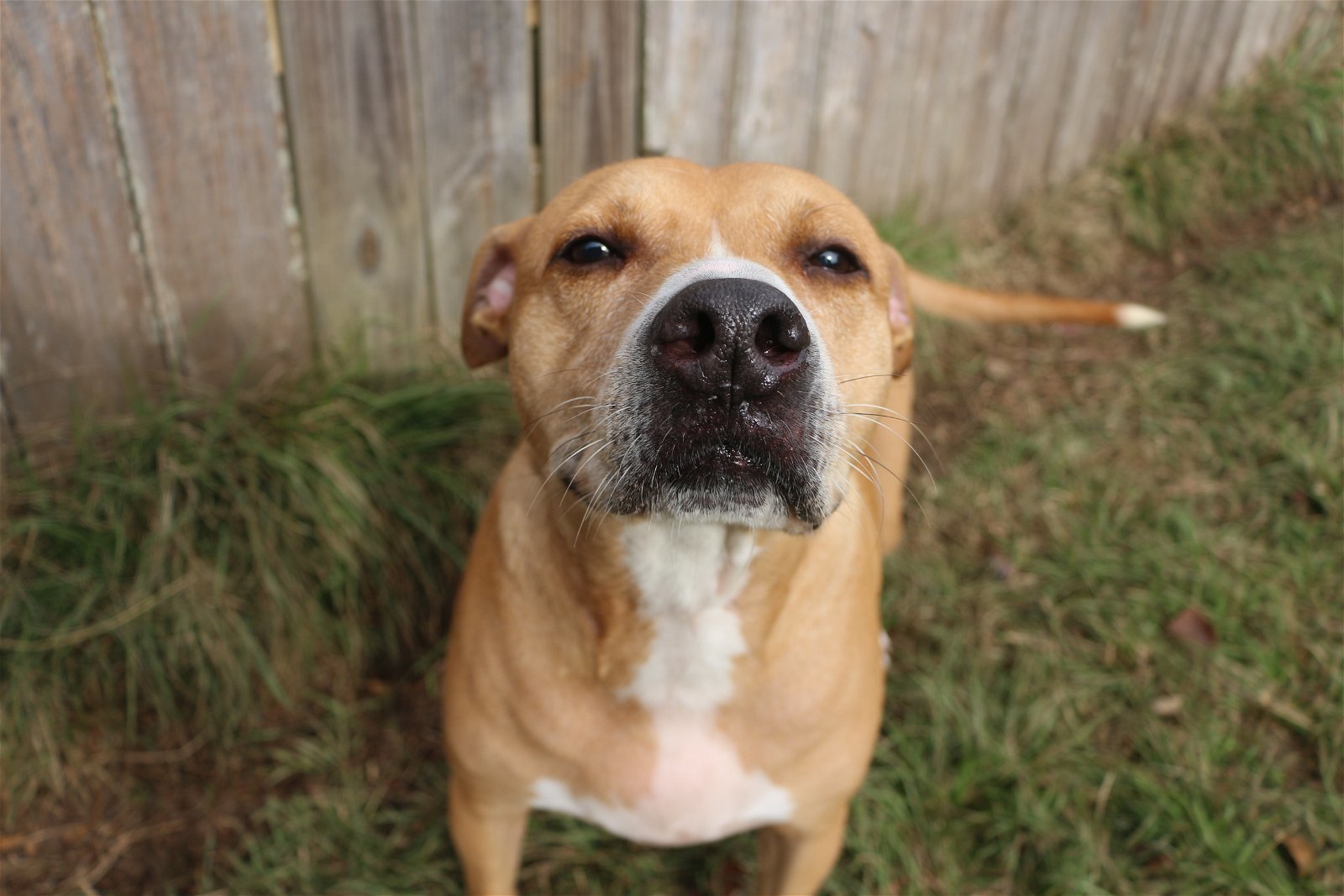Cash, an adoptable American Staffordshire Terrier, Pit Bull Terrier in Jackson, MS, 39213 | Photo Image 1