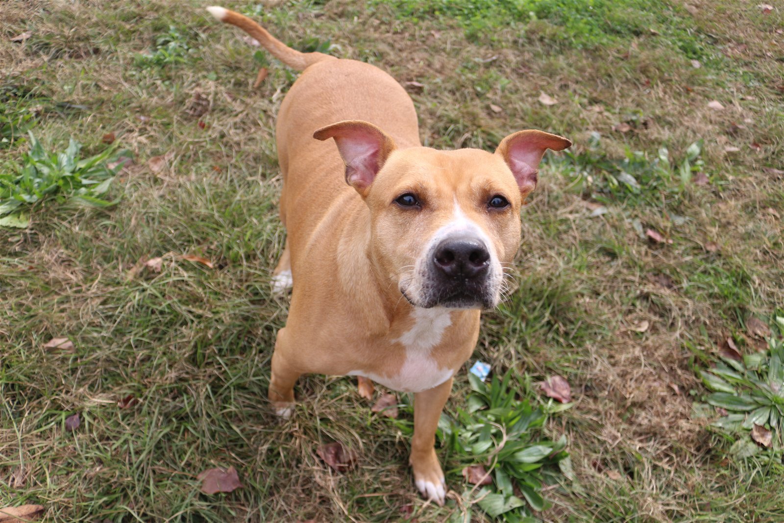 Cash, an adoptable American Staffordshire Terrier, Pit Bull Terrier in Jackson, MS, 39213 | Photo Image 2