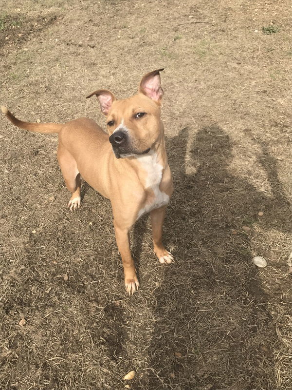 Cash, an adoptable American Staffordshire Terrier, Pit Bull Terrier in Jackson, MS, 39213 | Photo Image 3