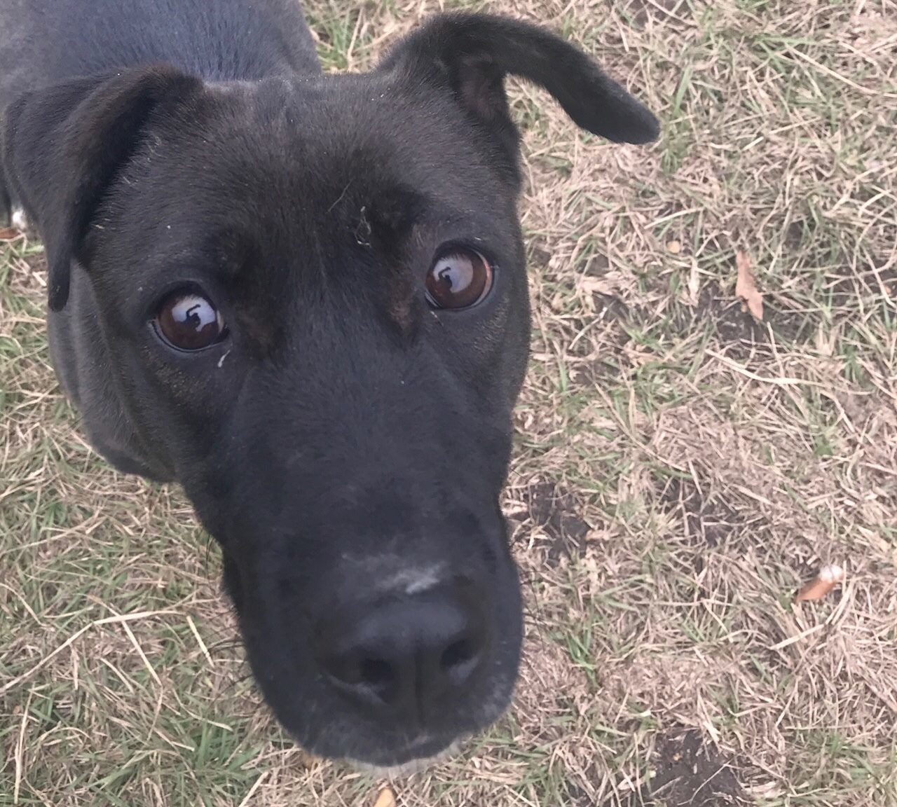 Daffy, an adoptable Labrador Retriever in Jackson, MS, 39213 | Photo Image 1