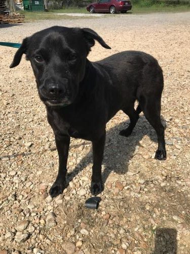 Bashful, an adoptable Labrador Retriever in Jackson, MS, 39213 | Photo Image 1