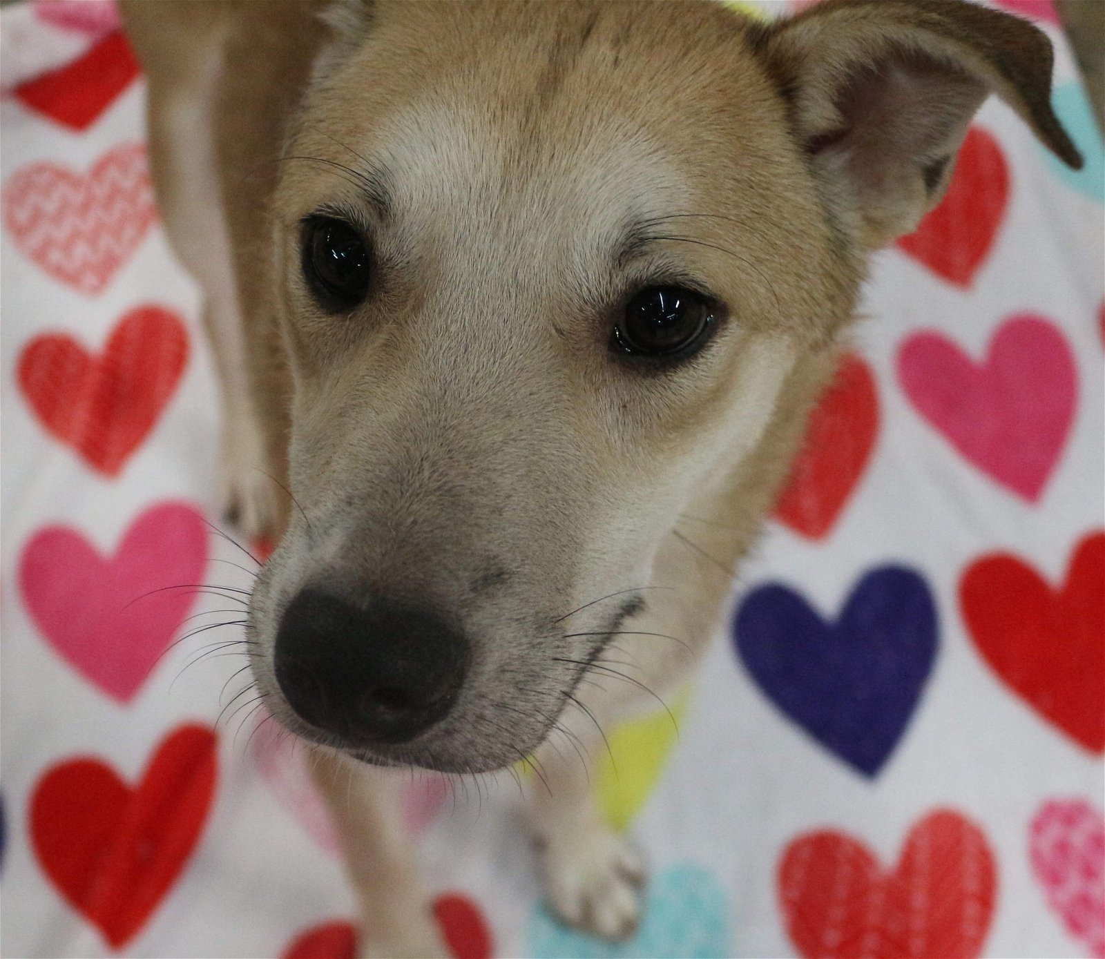Cheerio, an adoptable Shiba Inu in Jackson, MS, 39213 | Photo Image 1