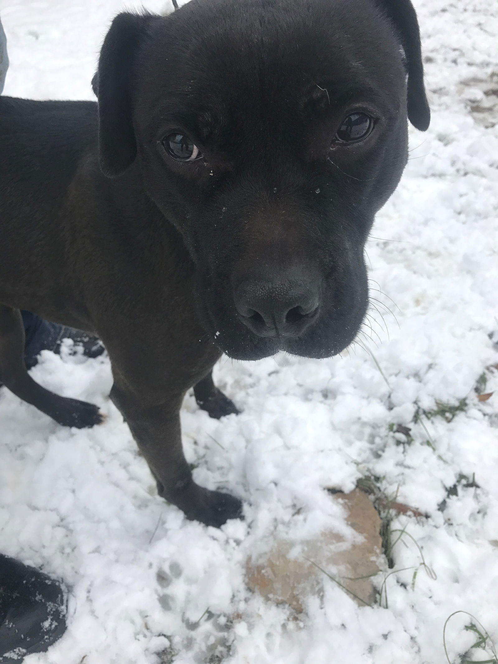 Harry Potter, an adoptable American Bulldog in Jackson, MS, 39213 | Photo Image 1