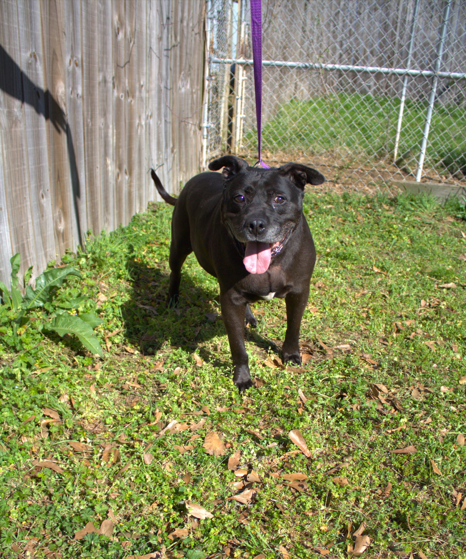 Harry Potter, an adoptable American Bulldog in Jackson, MS, 39213 | Photo Image 1