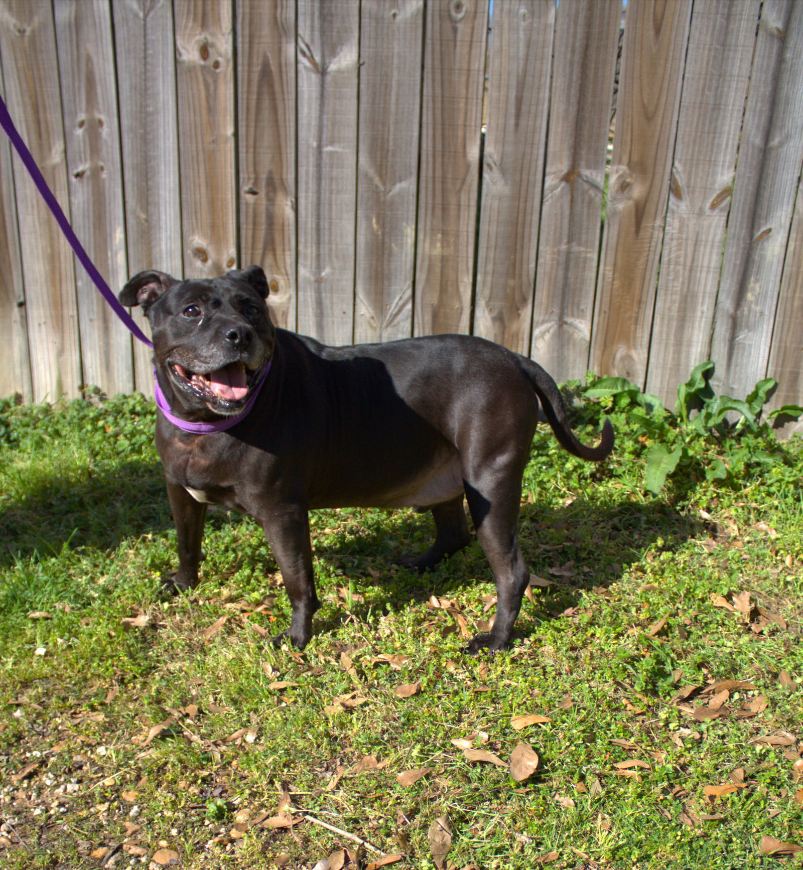 Harry Potter, an adoptable American Bulldog in Jackson, MS, 39213 | Photo Image 2