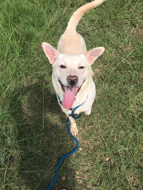 Apollo, an adoptable Labrador Retriever, German Shepherd Dog in Jackson, MS, 39213 | Photo Image 1