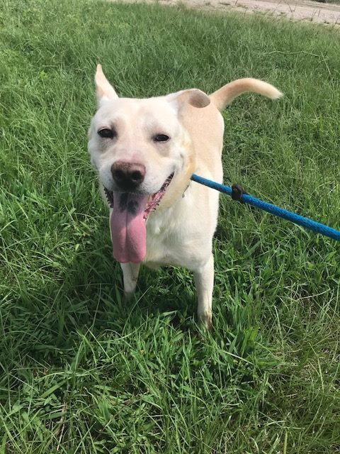 Apollo, an adoptable Labrador Retriever, German Shepherd Dog in Jackson, MS, 39213 | Photo Image 2