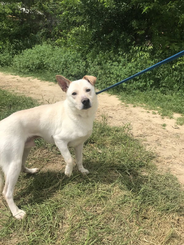 Apollo, an adoptable Labrador Retriever, German Shepherd Dog in Jackson, MS, 39213 | Photo Image 3