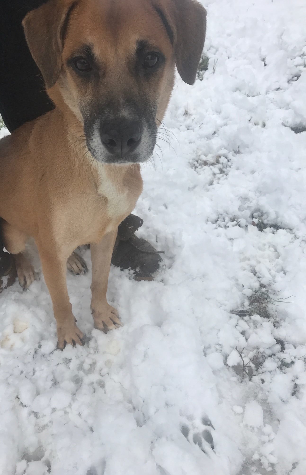 Mae Mae, an adoptable Shepherd in Jackson, MS, 39213 | Photo Image 1