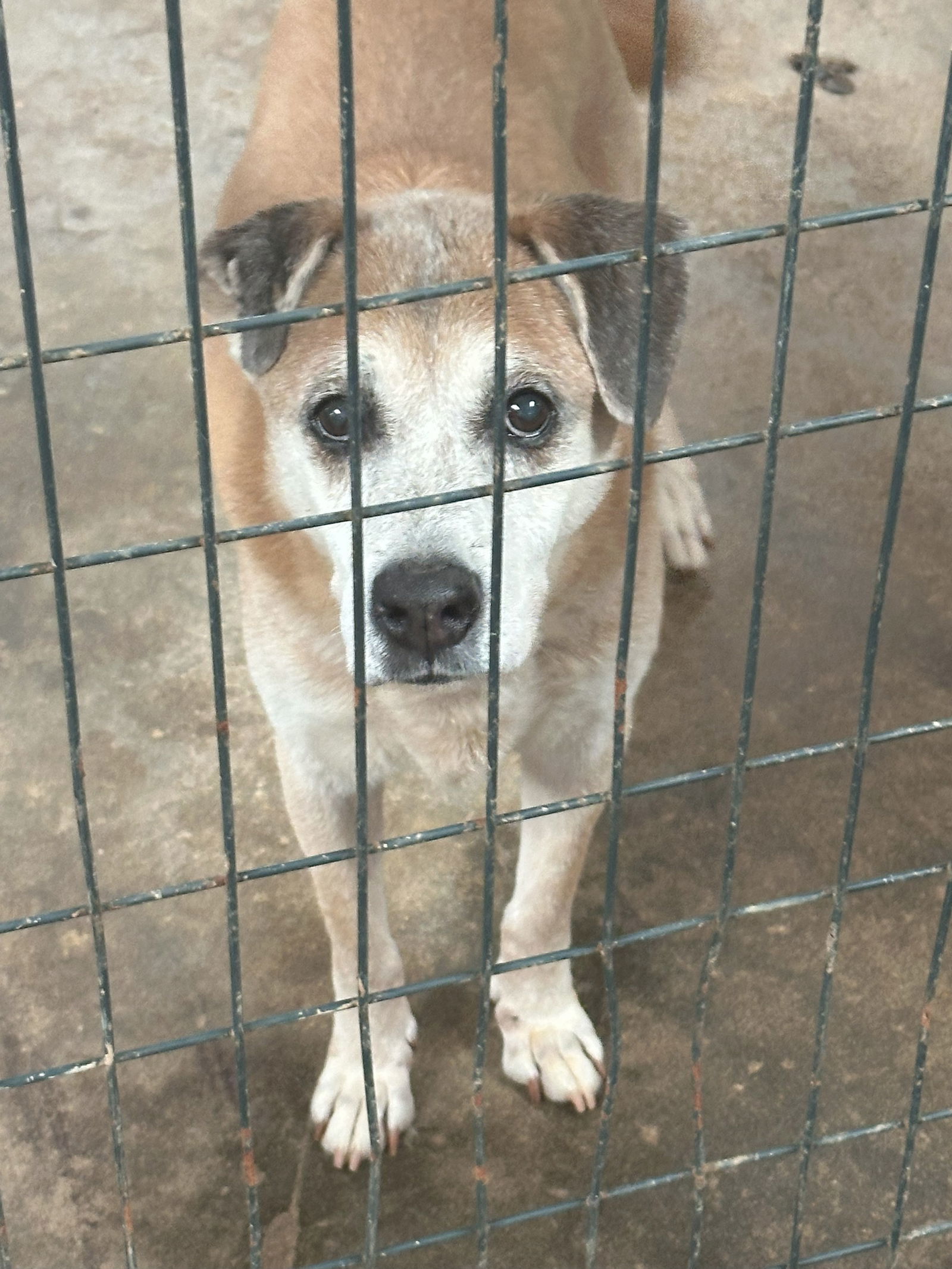 Mae Mae, an adoptable Shepherd in Jackson, MS, 39213 | Photo Image 1