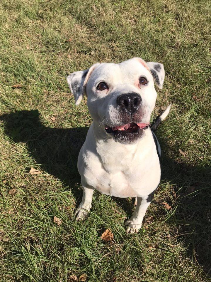 Chance, an adoptable American Bulldog in Jackson, MS, 39213 | Photo Image 1