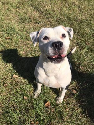 Chance, Adult Male unknown