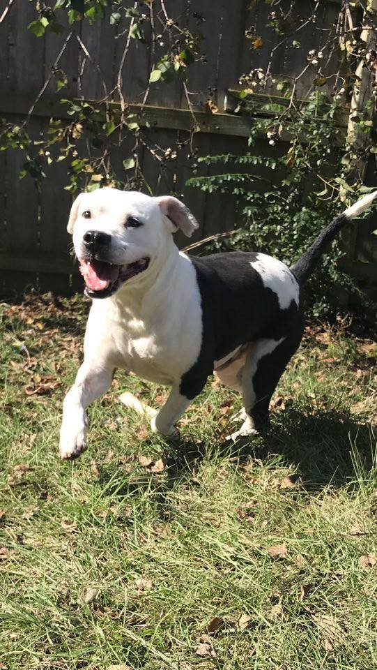Chance, an adoptable American Bulldog in Jackson, MS, 39213 | Photo Image 2