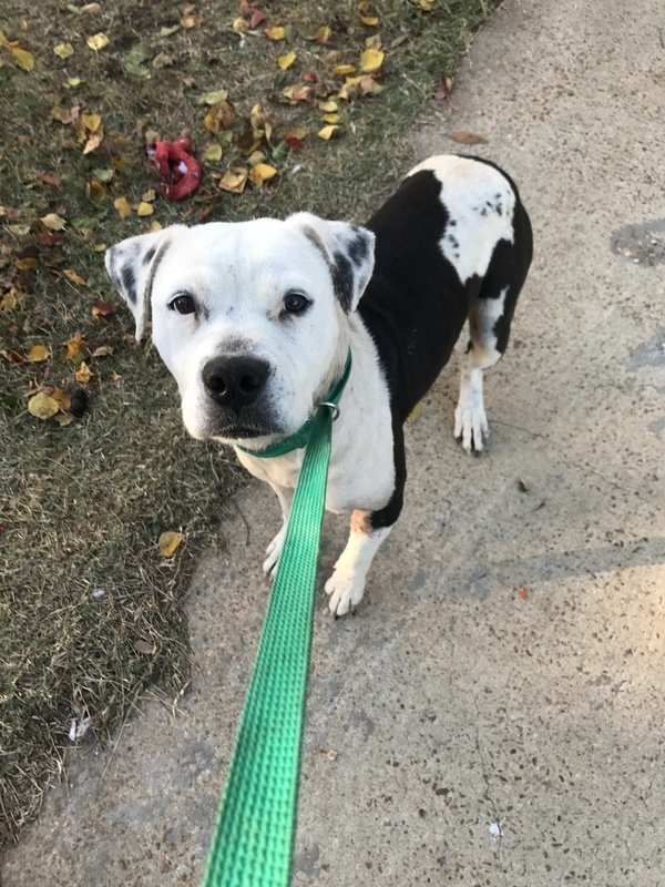 Chance, an adoptable American Bulldog in Jackson, MS, 39213 | Photo Image 3