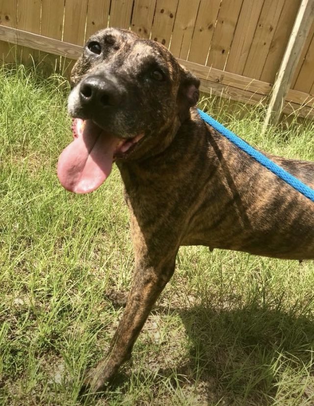 Serenity, an adoptable Plott Hound in Jackson, MS, 39213 | Photo Image 1