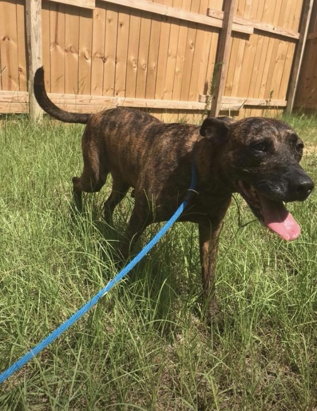 Serenity, an adoptable Plott Hound in Jackson, MS, 39213 | Photo Image 2