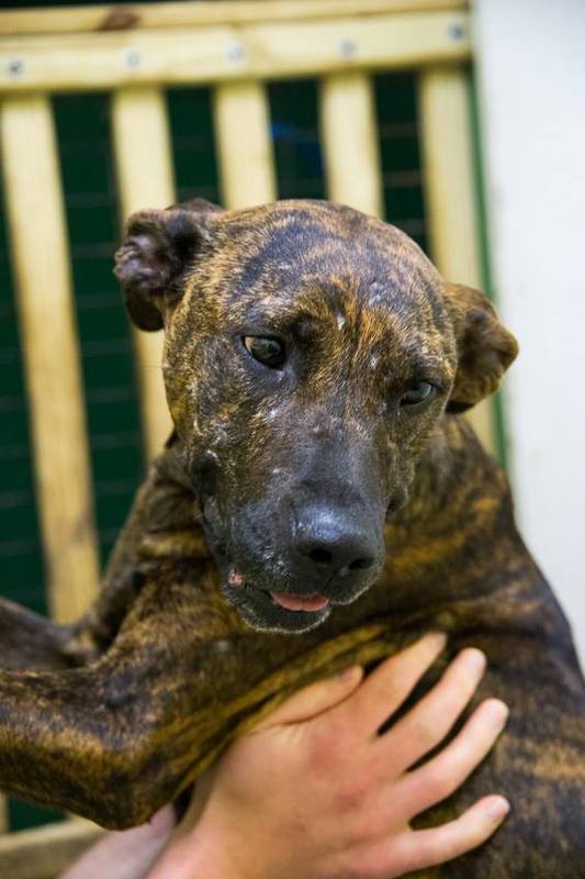 Serenity, an adoptable Plott Hound in Jackson, MS, 39213 | Photo Image 3