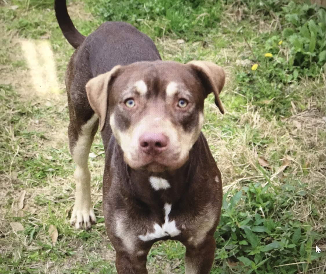 Nehemiah, an adoptable Mixed Breed in Jackson, MS, 39213 | Photo Image 1