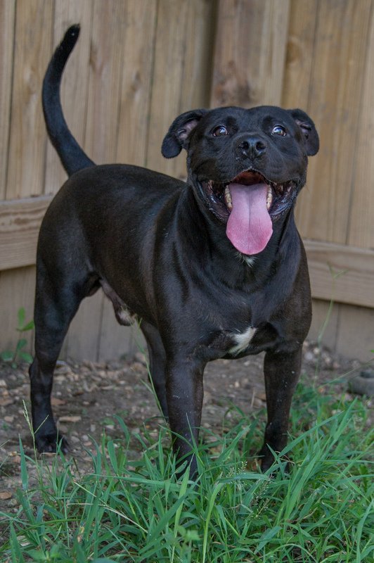 Bobby Brown, an adoptable Pit Bull Terrier in Jackson, MS, 39213 | Photo Image 1