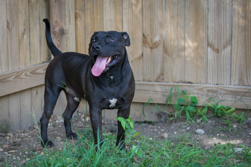 Bobby Brown, an adoptable Pit Bull Terrier in Jackson, MS, 39213 | Photo Image 3
