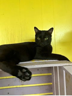 MDOT, an adoptable Domestic Short Hair in Jackson, MS, 39213 | Photo Image 1