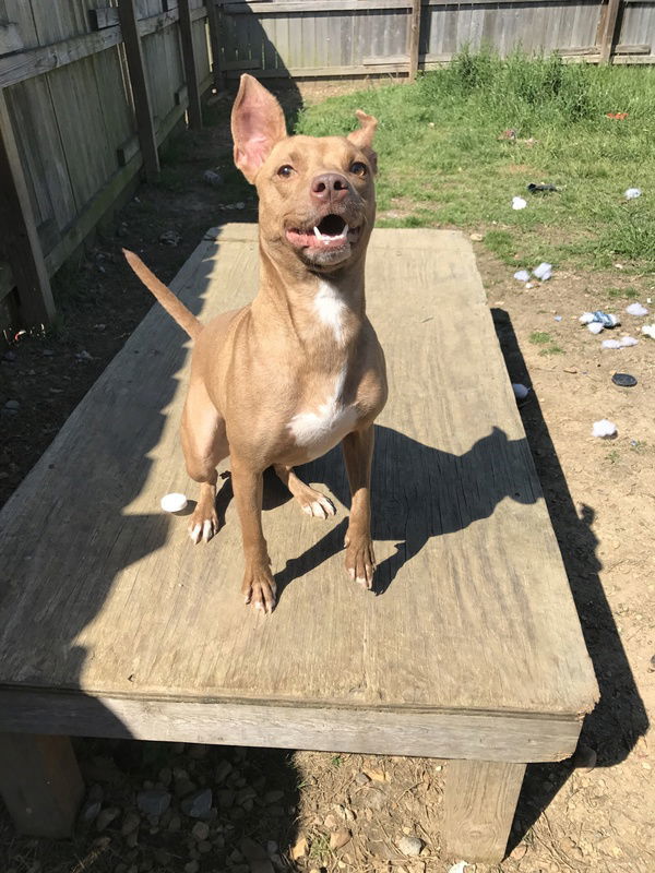 Beth, an adoptable Basenji in Jackson, MS, 39213 | Photo Image 1