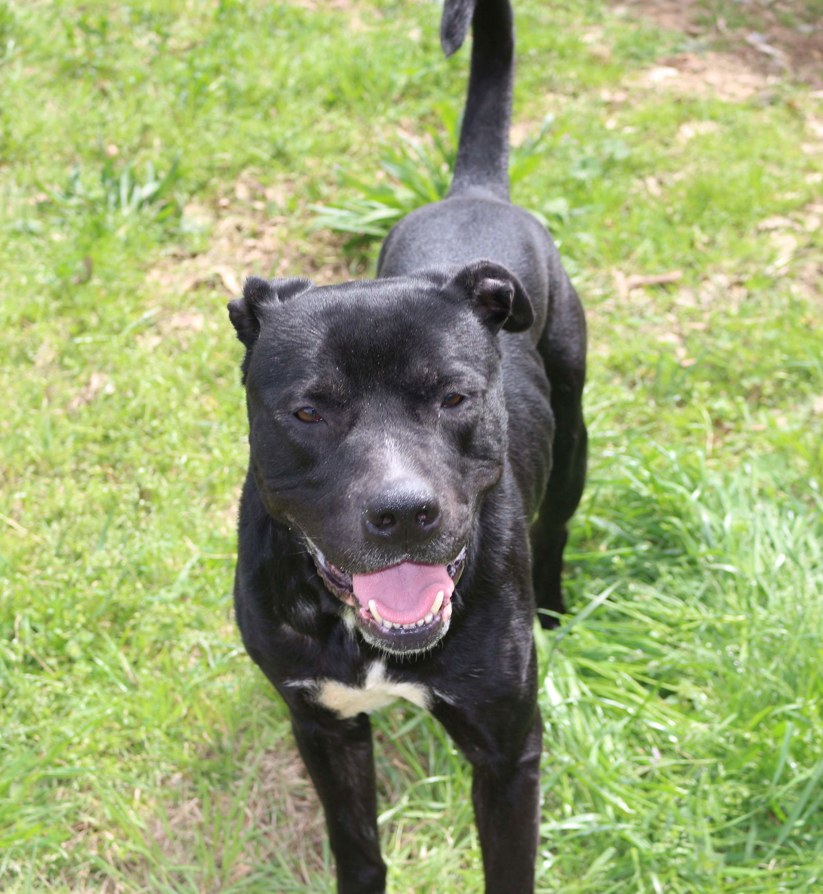 Denali, an adoptable Mixed Breed in Jackson, MS, 39213 | Photo Image 1