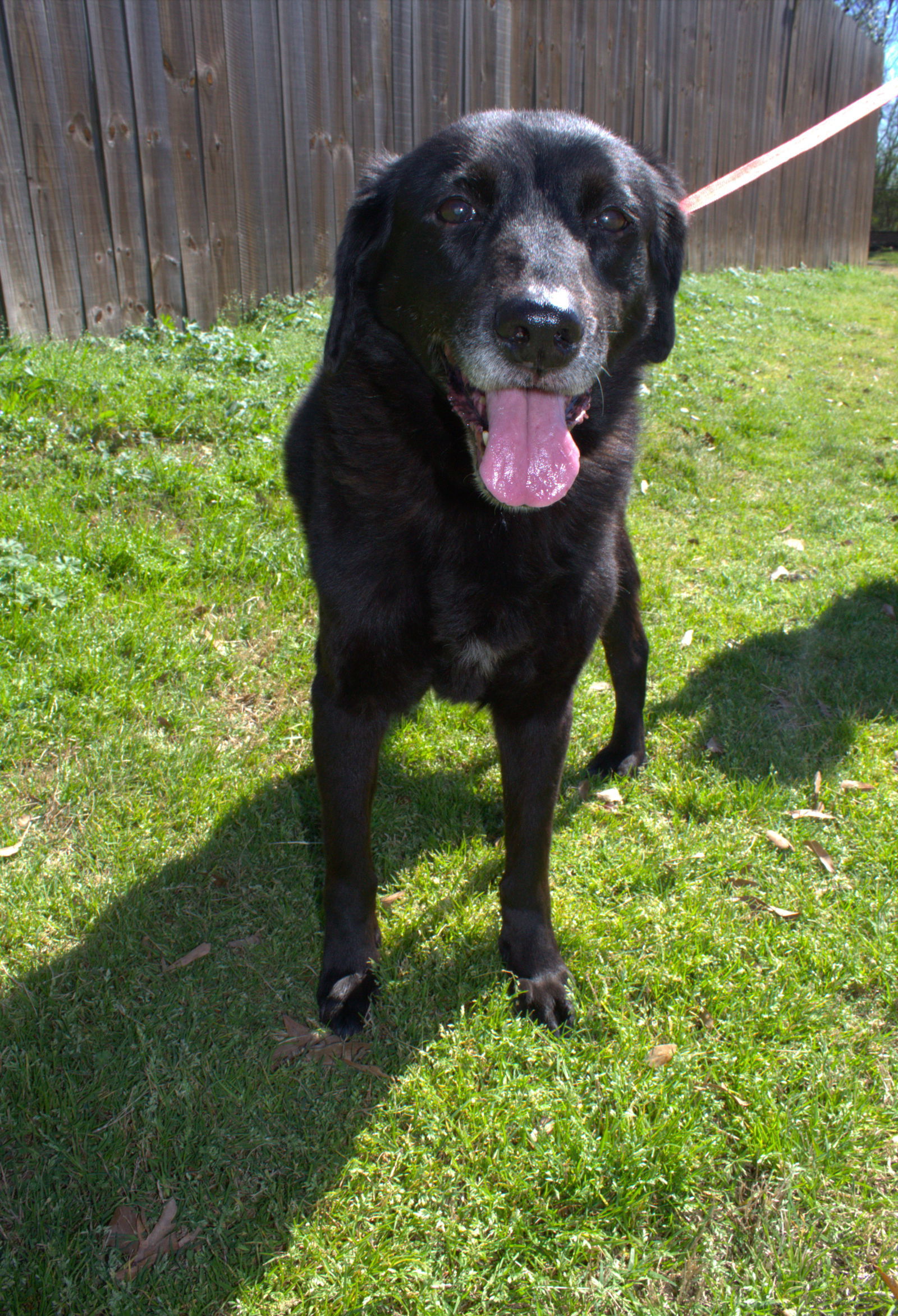 Zeppelin, an adoptable Labrador Retriever in Jackson, MS, 39213 | Photo Image 1