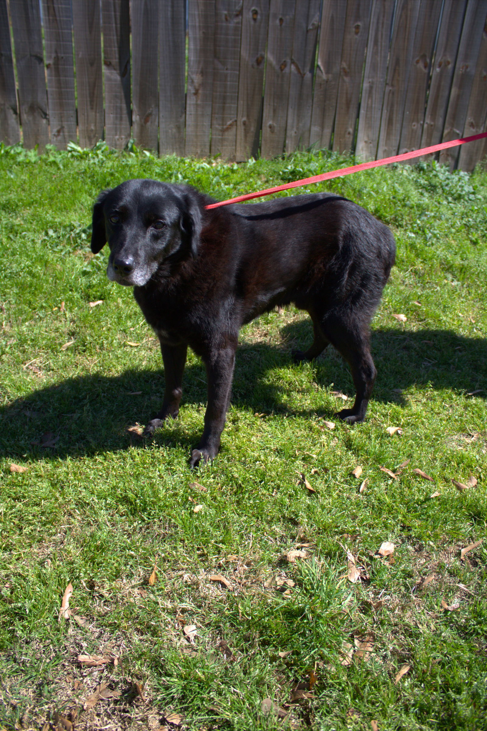 Zeppelin, an adoptable Labrador Retriever in Jackson, MS, 39213 | Photo Image 1