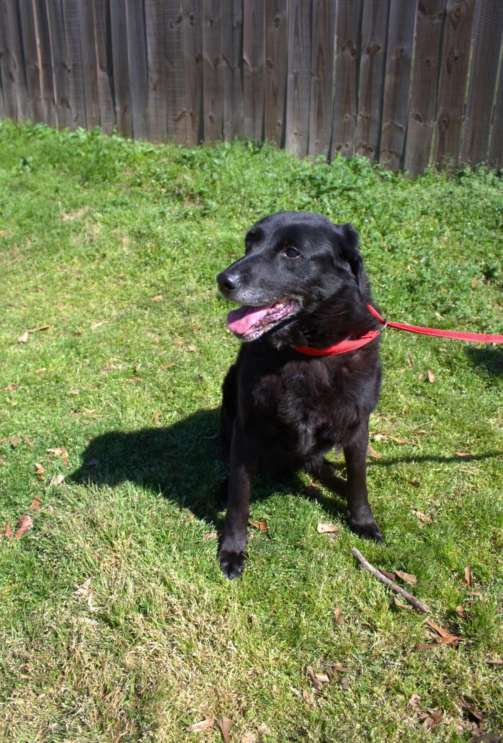 Zeppelin, an adoptable Labrador Retriever in Jackson, MS, 39213 | Photo Image 3