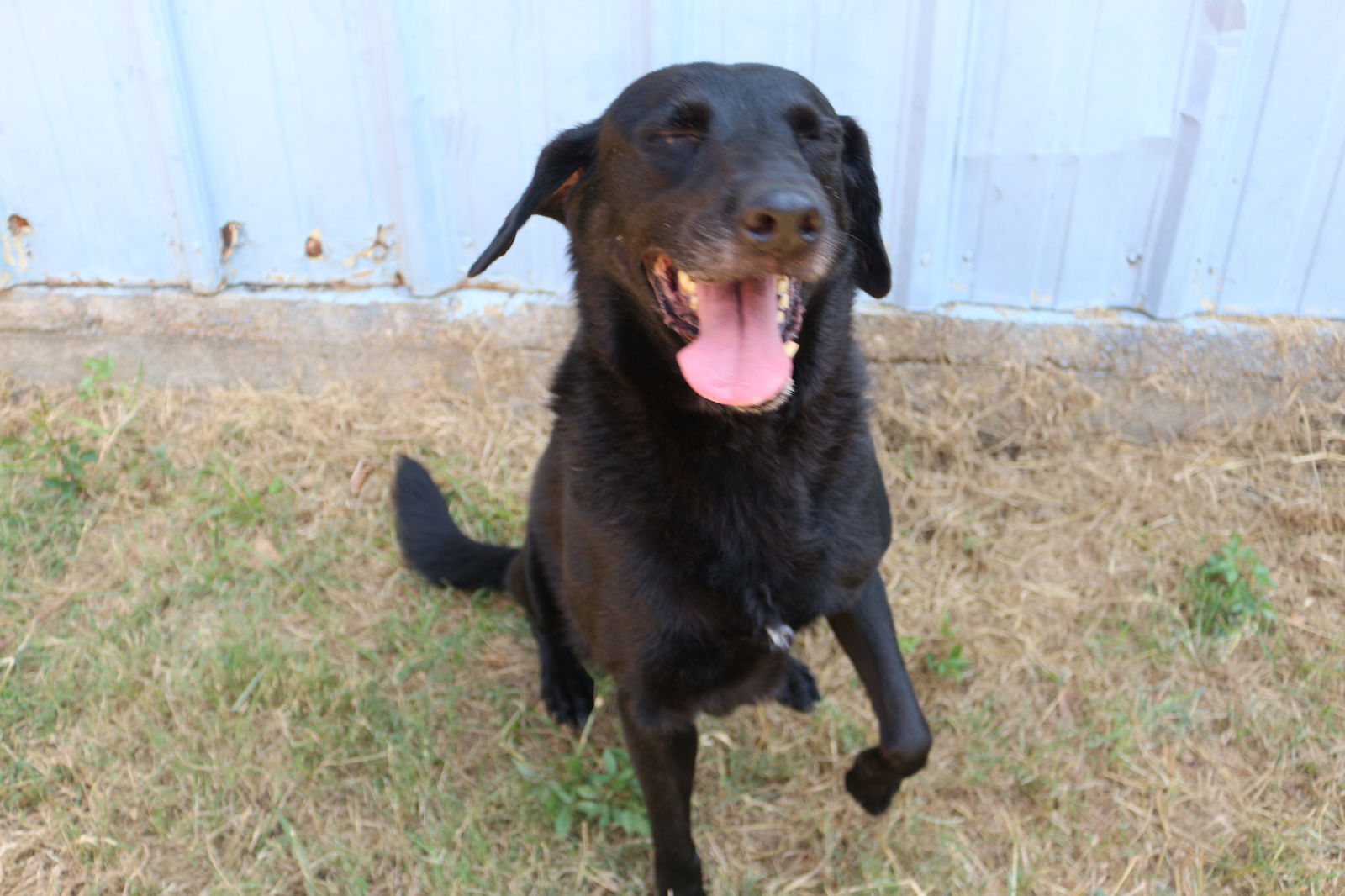 Zeppelin, an adoptable Labrador Retriever in Jackson, MS, 39213 | Photo Image 3