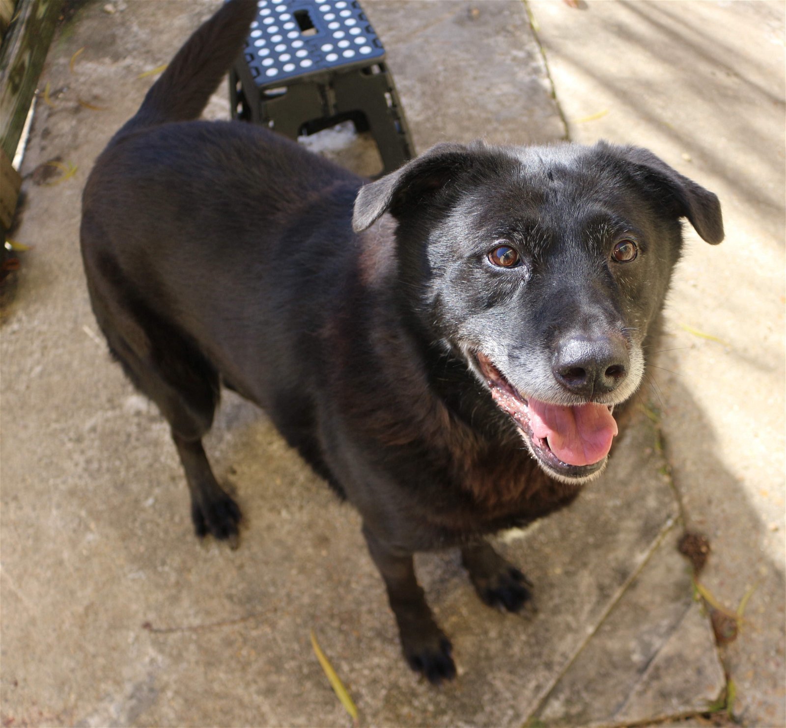Bono, an adoptable Labrador Retriever in Jackson, MS, 39213 | Photo Image 1
