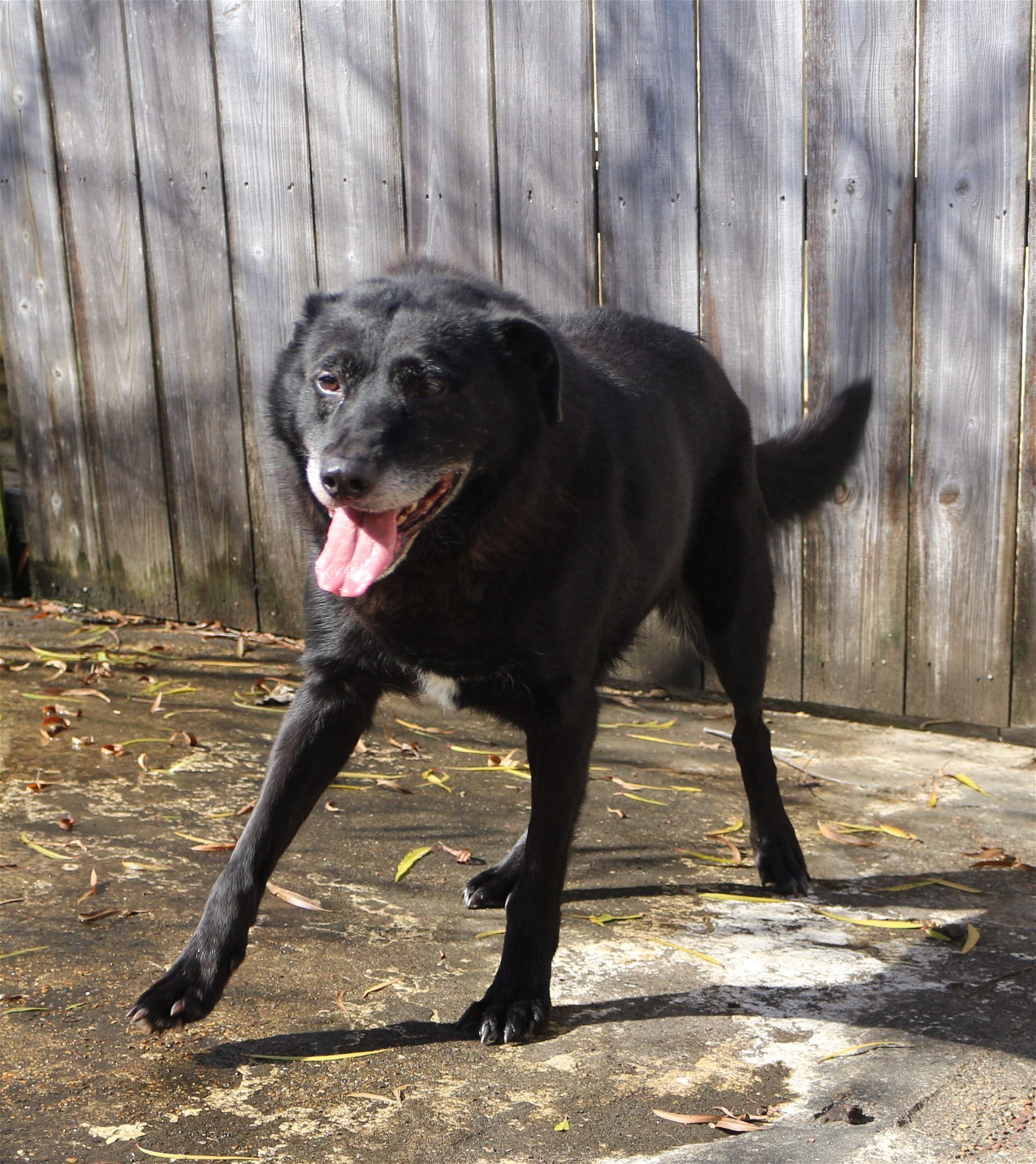 Bono, an adoptable Labrador Retriever in Jackson, MS, 39213 | Photo Image 2