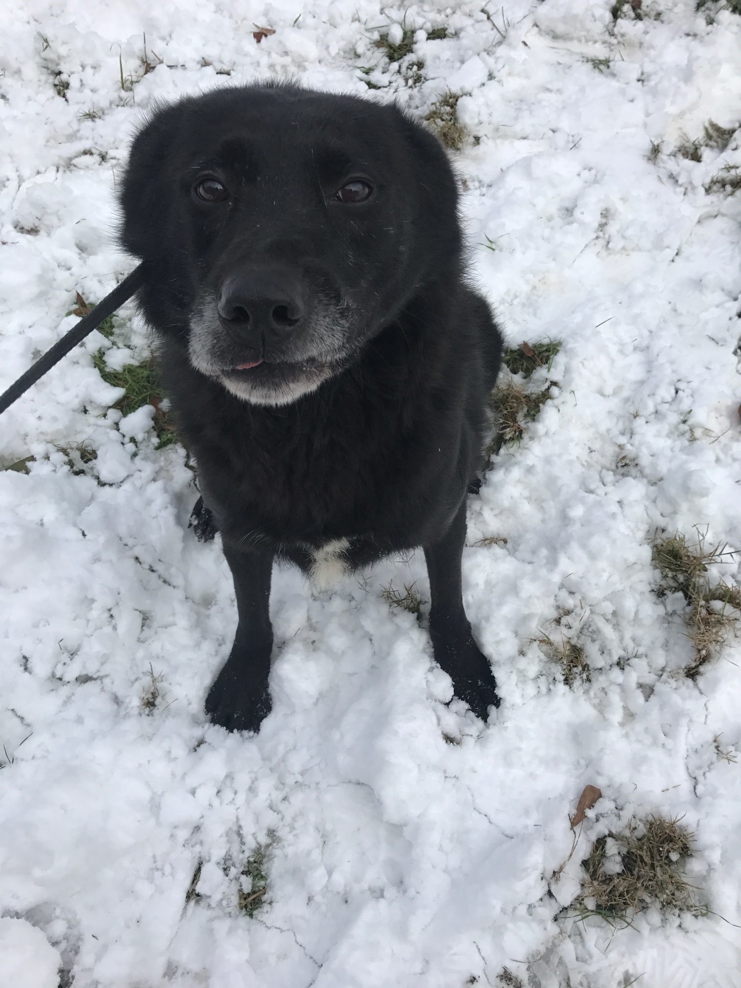 Bono, an adoptable Labrador Retriever in Jackson, MS, 39213 | Photo Image 3