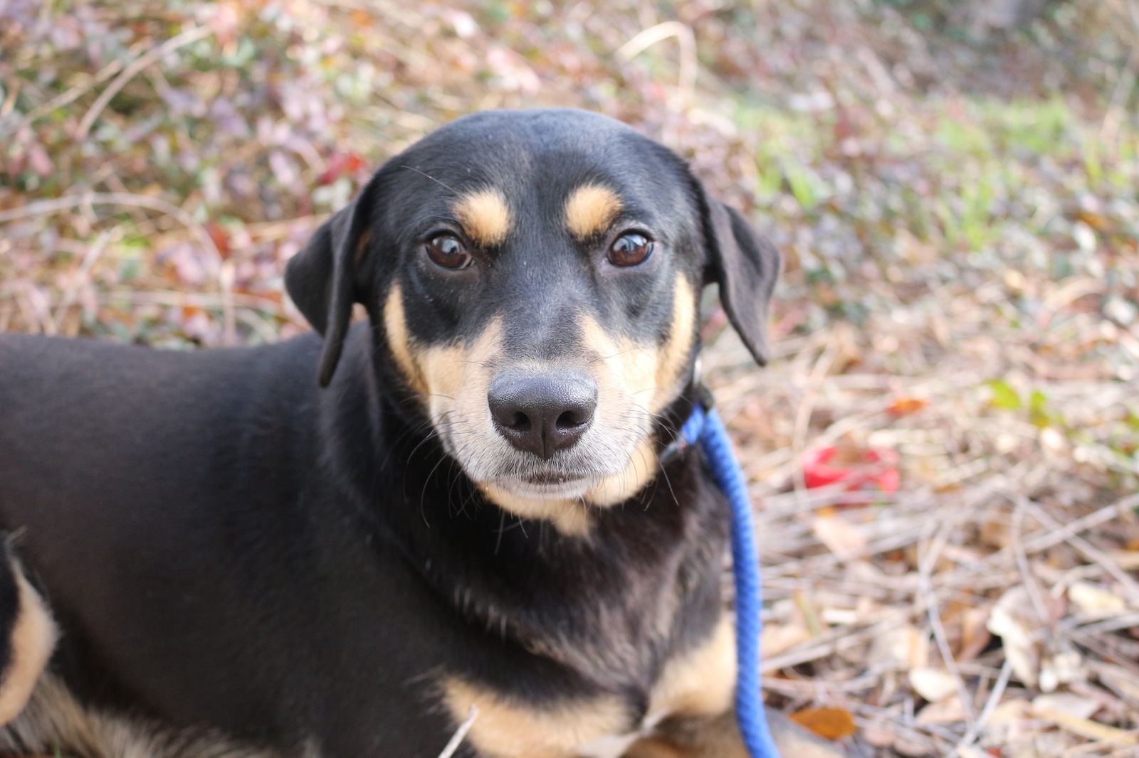 Ashley Judd, an adoptable Shepherd in Jackson, MS, 39213 | Photo Image 1