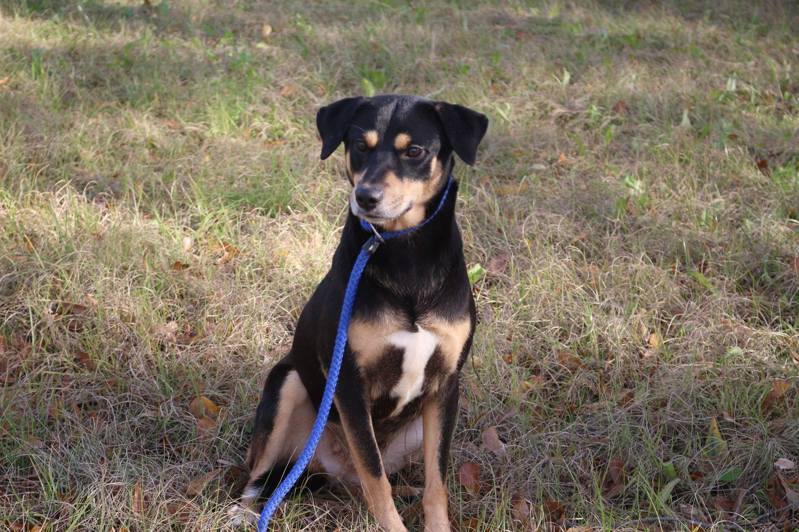 Ashley Judd, an adoptable Shepherd in Jackson, MS, 39213 | Photo Image 2